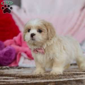Monica, Lhasa Apso Puppy