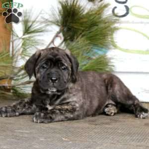 Monica, English Mastiff Puppy
