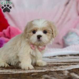 Monica, Lhasa Apso Puppy
