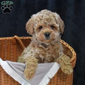 Montana, Havapoo Puppy