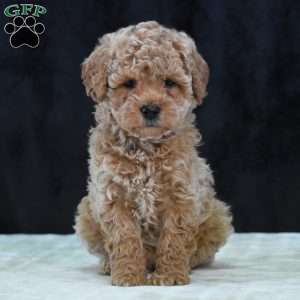 Montana, Havapoo Puppy