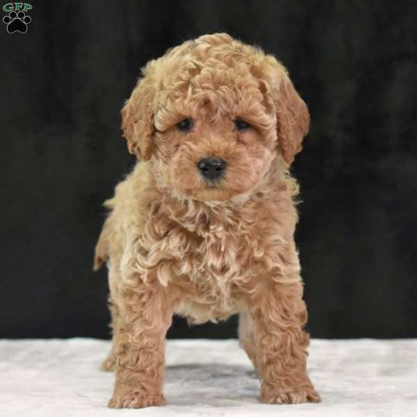 Montana, Havapoo Puppy