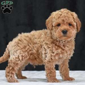 Montana, Havapoo Puppy