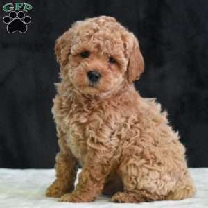 Montana, Havapoo Puppy