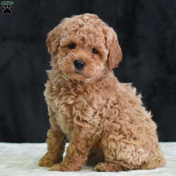 Montana, Havapoo Puppy