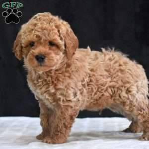 Montana, Havapoo Puppy