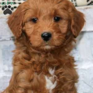 Monty, Mini Goldendoodle Puppy