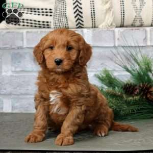 Monty, Mini Goldendoodle Puppy