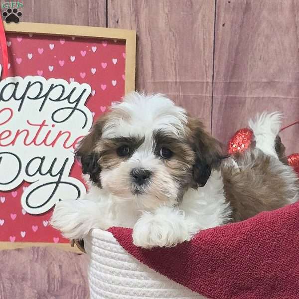 Moonshine, Teddy Bear Puppy