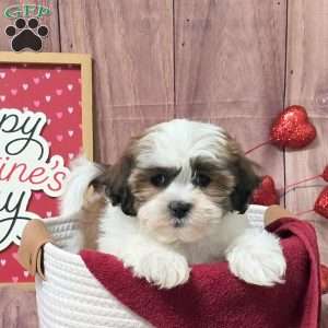 Moonshine, Teddy Bear Puppy