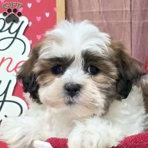 Moonshine, Teddy Bear Puppy