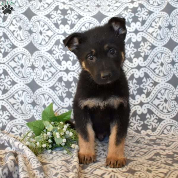Moose, German Shepherd Puppy