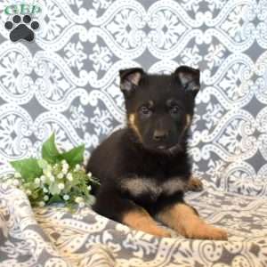 Moose, German Shepherd Puppy