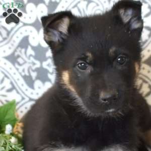 Moose, German Shepherd Puppy