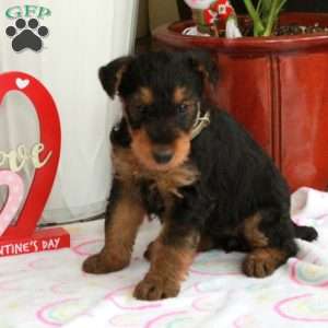 Moxie, Airedale Terrier Puppy
