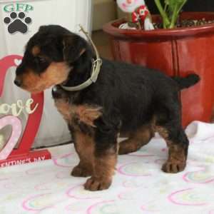 Moxie, Airedale Terrier Puppy