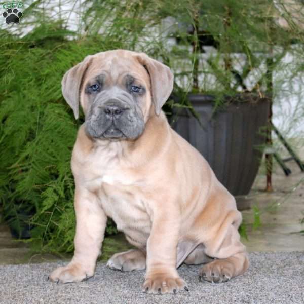 Mr. Bill, Cane Corso Puppy