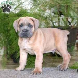 Mr. Bill, Cane Corso Puppy