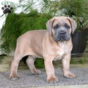 Mr. Bill, Cane Corso Puppy