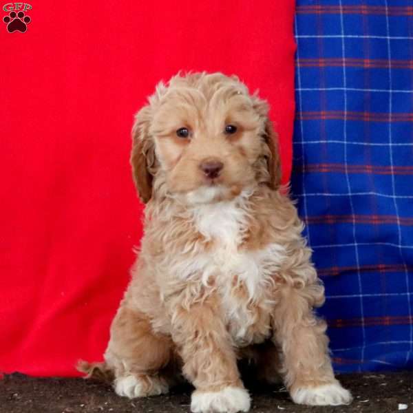 Muff, Mini Goldendoodle Puppy