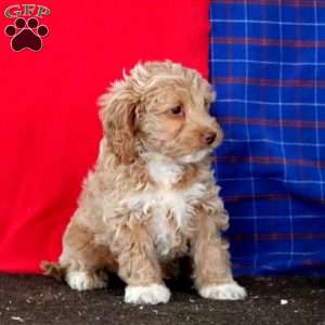 Muff, Mini Goldendoodle Puppy