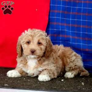 Muff, Mini Goldendoodle Puppy