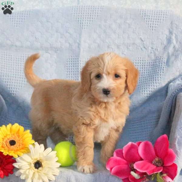 Murphy – F1B, Mini Labradoodle Puppy