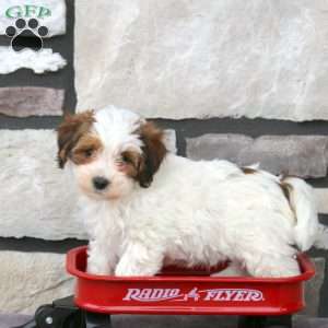 Murphy, Havapoo Puppy