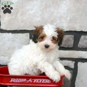 Murphy, Havapoo Puppy