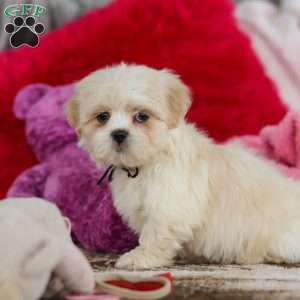 Murray, Lhasa Apso Puppy