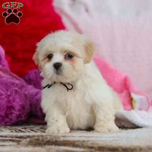 Murray, Lhasa Apso Puppy