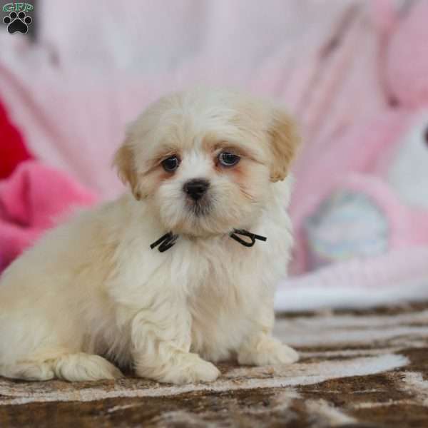 Murray, Lhasa Apso Puppy