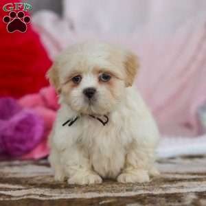Murray, Lhasa Apso Puppy