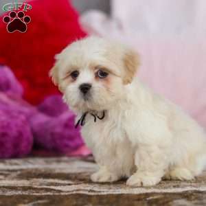 Murray, Lhasa Apso Puppy