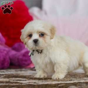 Murray, Lhasa Apso Puppy