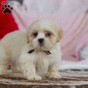 Murray, Lhasa Apso Puppy