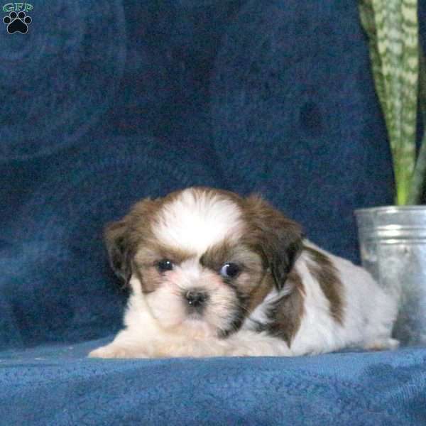Musketeer, Shih Tzu Puppy