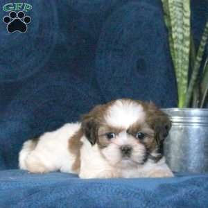 Musketeer, Shih Tzu Puppy
