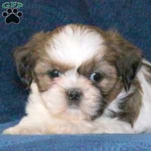 Musketeer, Shih Tzu Puppy