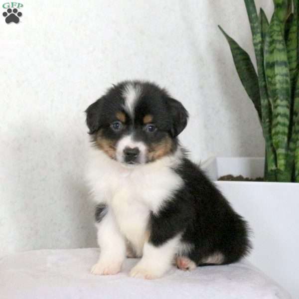 Myles, Miniature Australian Shepherd Puppy