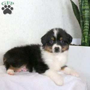 Myles, Miniature Australian Shepherd Puppy