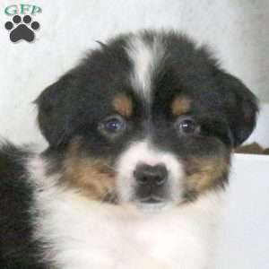 Myles, Miniature Australian Shepherd Puppy