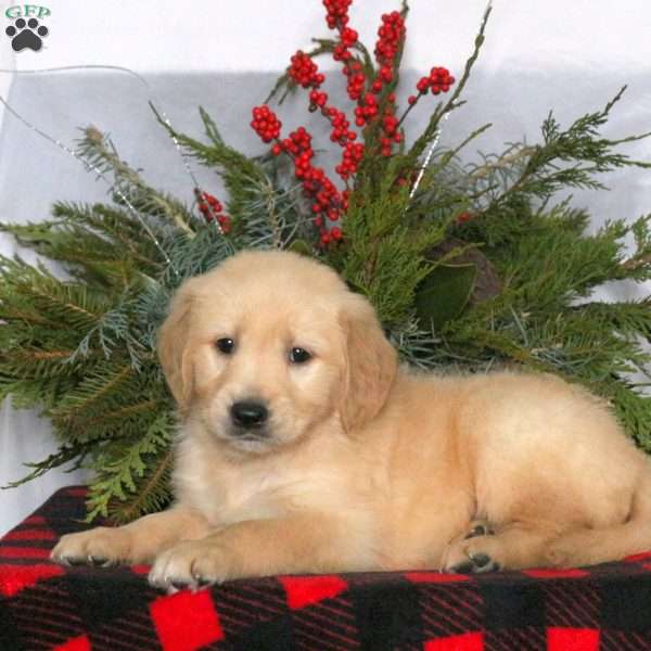 Nacho, Golden Retriever Puppy