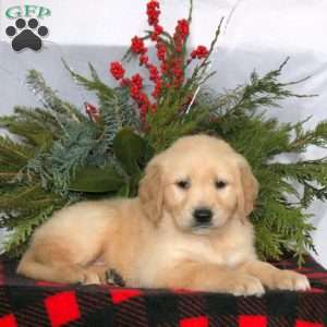 Nacho, Golden Retriever Puppy