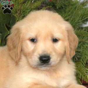 Nacho, Golden Retriever Puppy