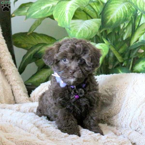 Nadia, Shih-Poo Puppy