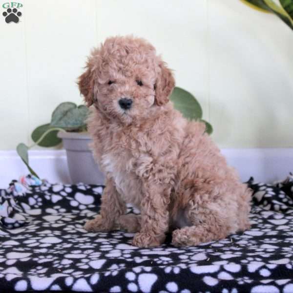 Nadia, Mini Labradoodle Puppy