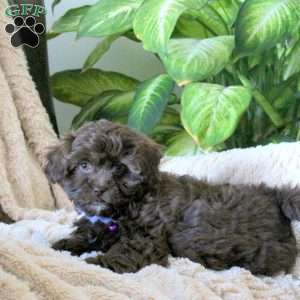 Nadia, Shih-Poo Puppy