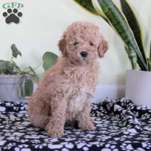Nadia, Mini Labradoodle Puppy