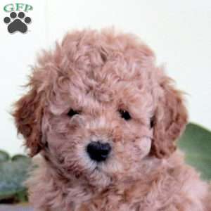 Nadia, Mini Labradoodle Puppy